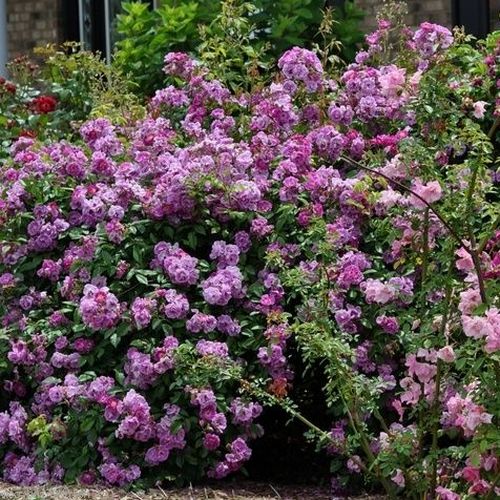 Violet - Trandafir copac cu trunchi înalt - cu flori mărunți - coroană curgătoare
